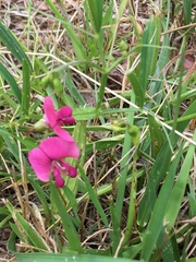 Lathyrus