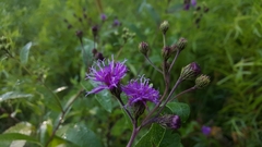 Vernonia glauca