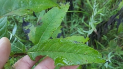 Vernonia glauca