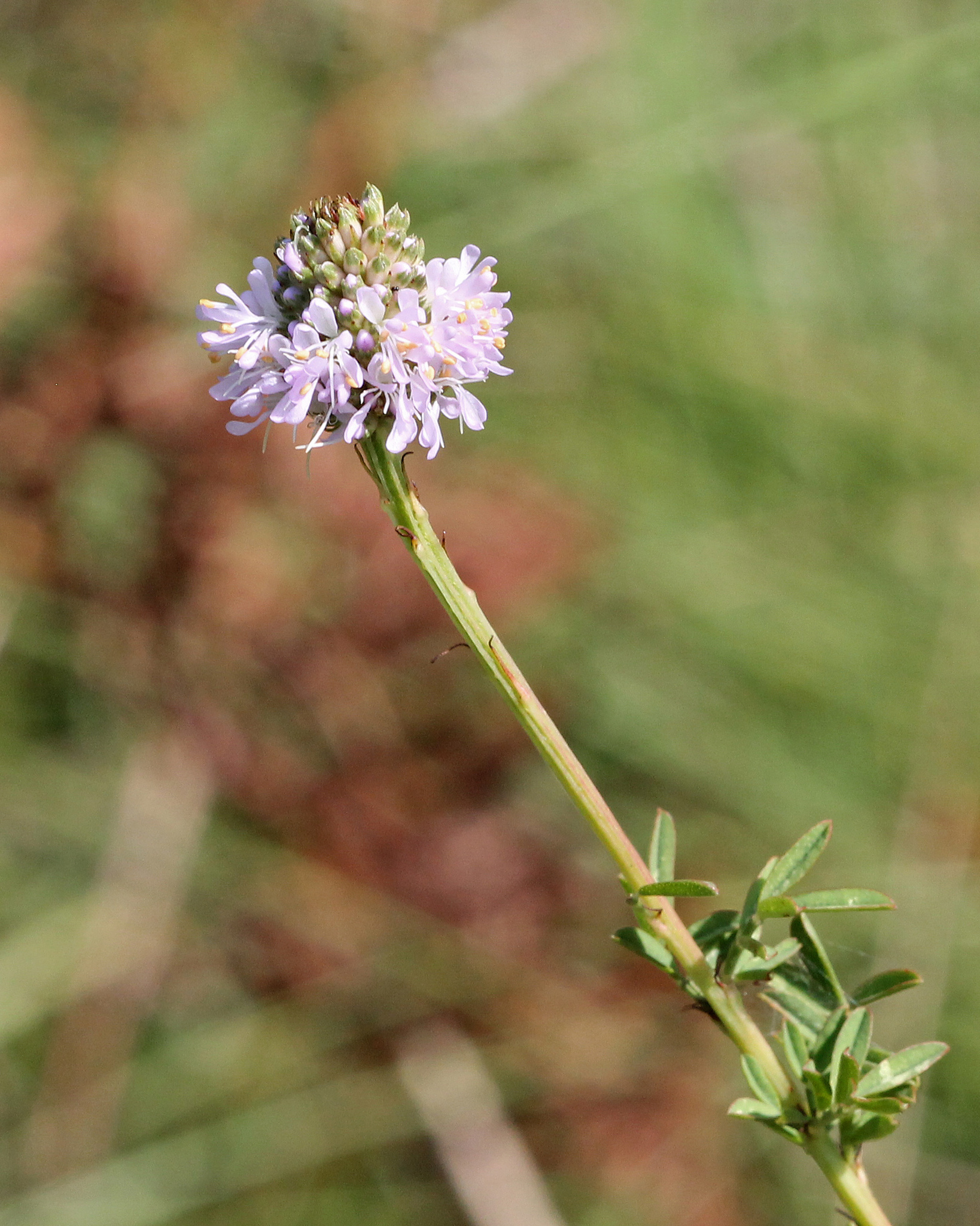 Dalea carnea