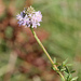 Dalea carnea - Photo (c) Mary Keim, alguns direitos reservados (CC BY-NC-SA)