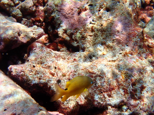 Stegastes aureus observed 2024-06-13