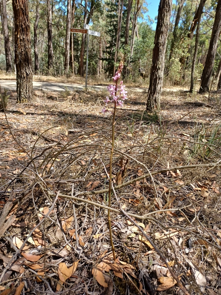 Dipodium pardalinum