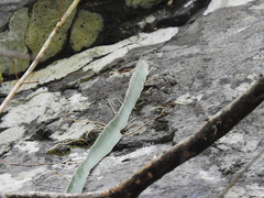 Selenicereus ocamponis