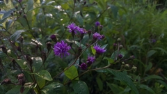 Vernonia glauca