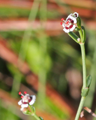 Euphorbia polyphylla