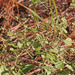 Pediomelum canescens - Photo (c) Mary Keim,  זכויות יוצרים חלקיות (CC BY-NC-SA)