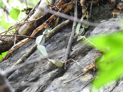 Selenicereus ocamponis