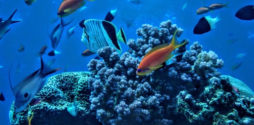 Lyretail Anthias — seen at this dive site