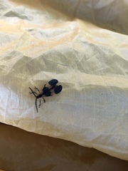 Calopteron reticulatum