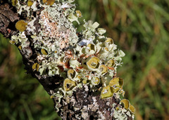 Salix caroliniana