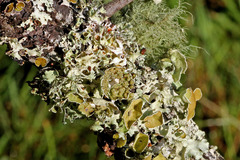 Salix caroliniana
