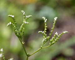 Mitreola