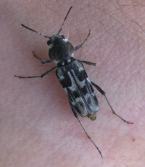 Xylotrechus albonotatus
