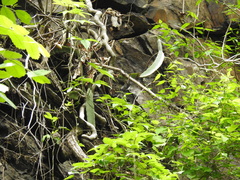 Selenicereus ocamponis