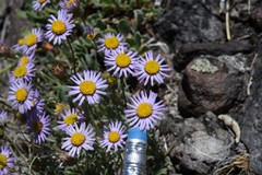 Erigeron algidus