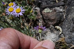 Erigeron algidus