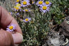 Erigeron algidus