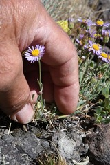 Erigeron algidus