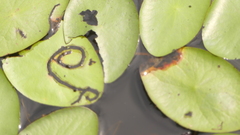 Polypedilum braseniae