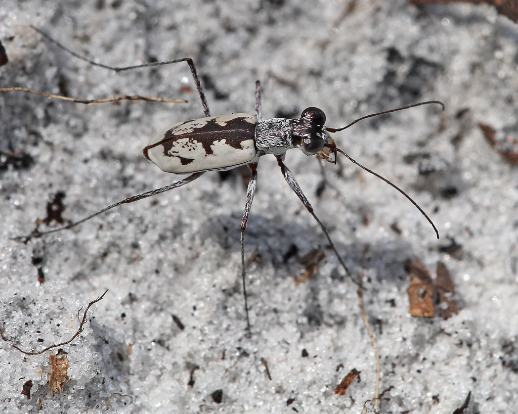 Moustached Tiger Beetle
