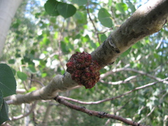 Aceria parapopuli