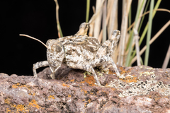 Phrynotettix robustus