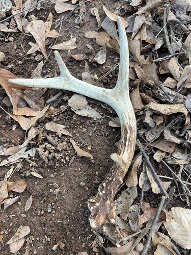 White-tailed Deer photographed in South Carolina