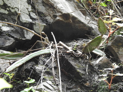 Selenicereus ocamponis