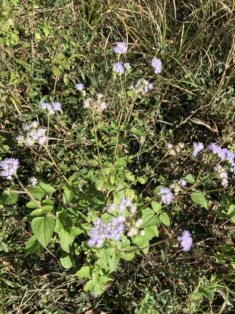 Foto de Mistflower