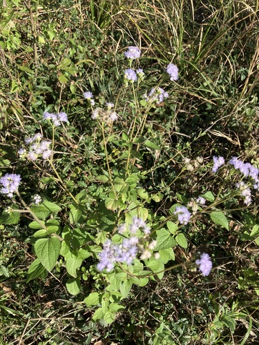 Mistflower