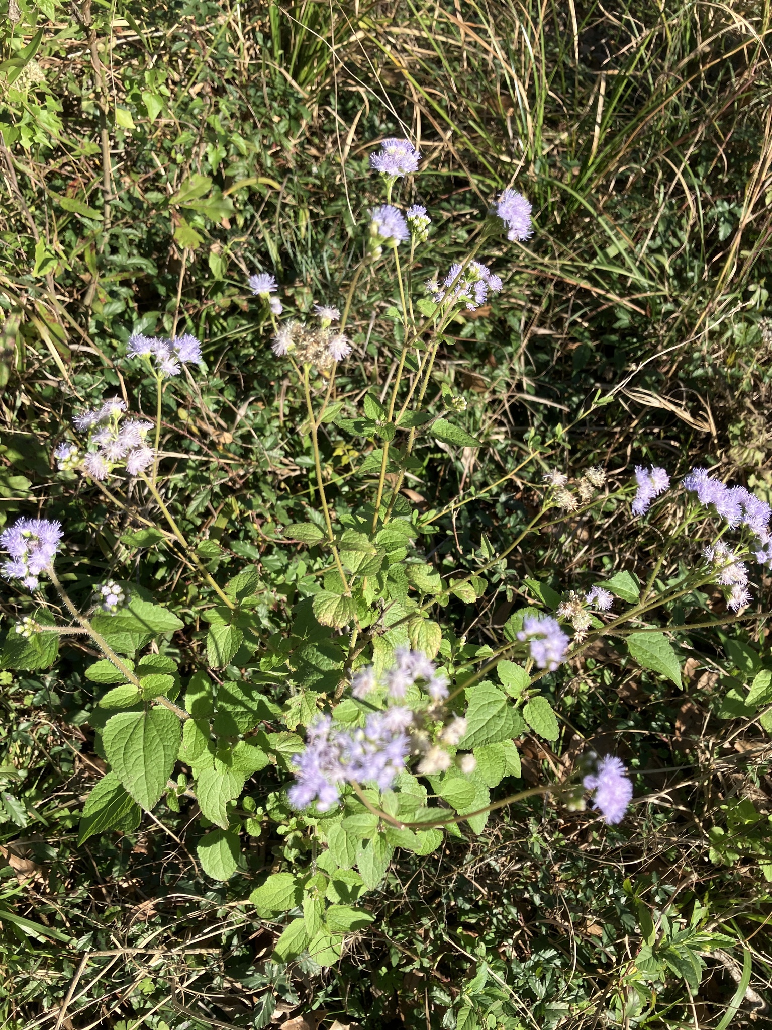 Imagem de Mistflower