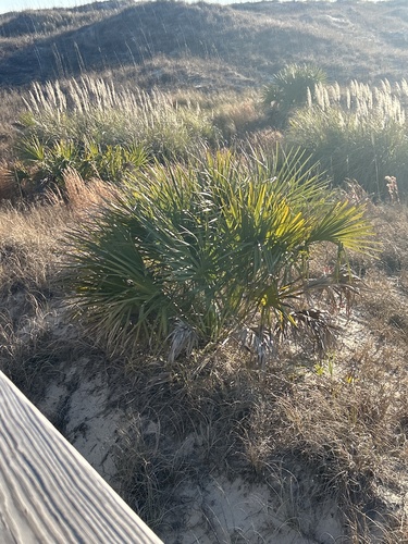 Foto de Sabal-palmetto