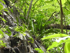 Anthurium schlechtendalii