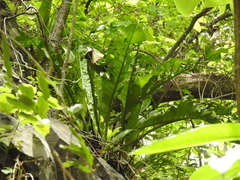 Anthurium schlechtendalii