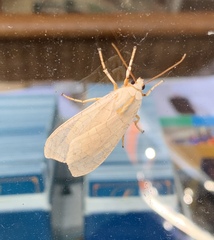 Halysidota tessellaris