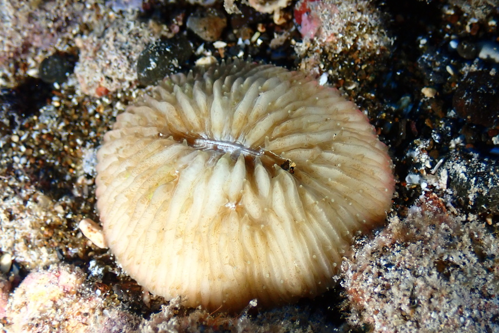 mushroom coral
