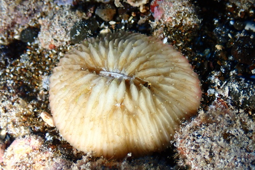 Cycloseris vaughani observed 2025-01-01