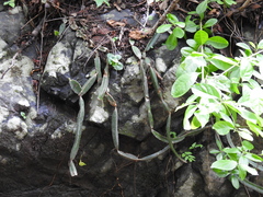 Selenicereus ocamponis