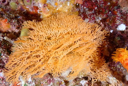 Reteporellina, 2025-01-01