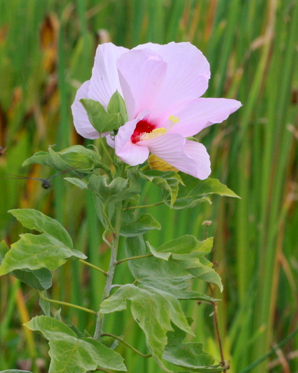 Hibiscus grandiflorus