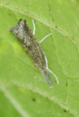 Neodactria luteolellus