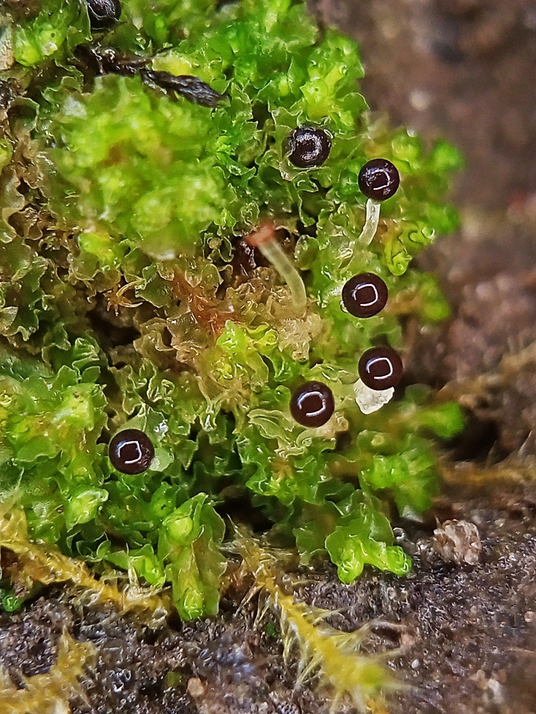 Fossombronia foveolata