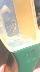 Melanoplus sanguinipes