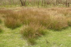 Eleocharis macrostachya