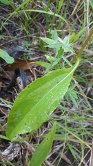 Echinacea laevigata