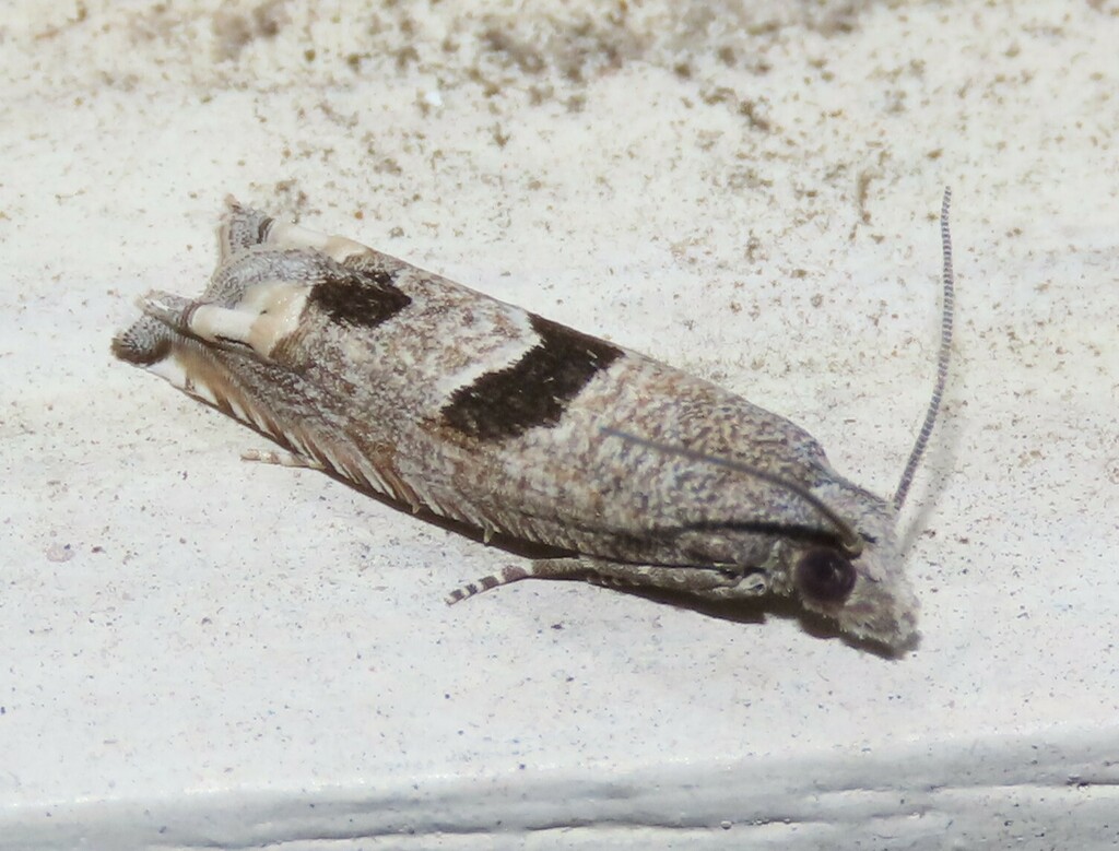 Sunflower Bud Moth