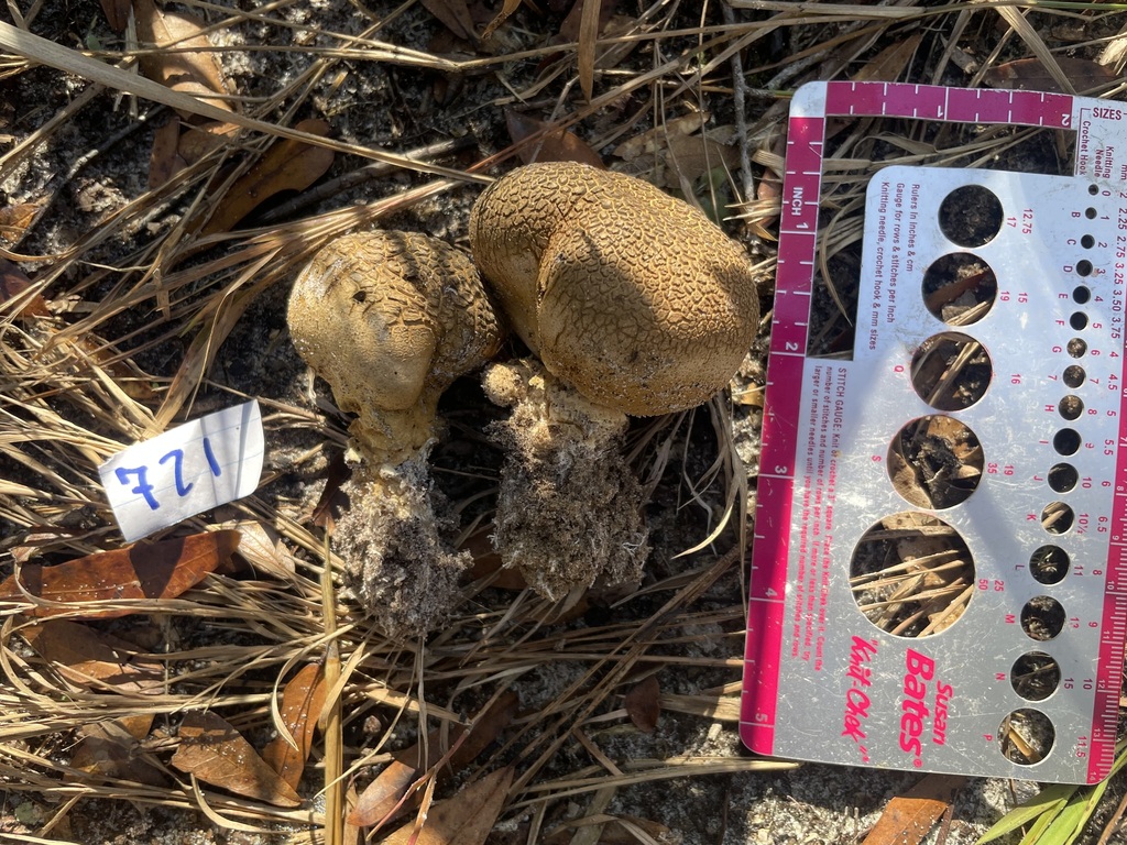 Scleroderma sp. 'FL02'