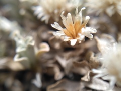 Antennaria rosulata