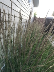 Calamagrostis × acutiflora